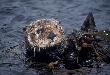 Sea Otter (Enhydra luris). USA, CA