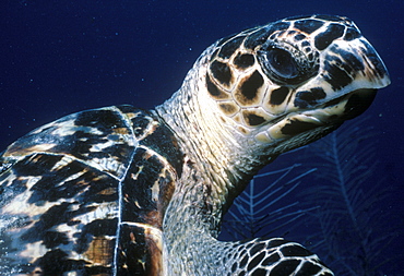 Hawksbill sea turtle (Eretmochelys imbricata).