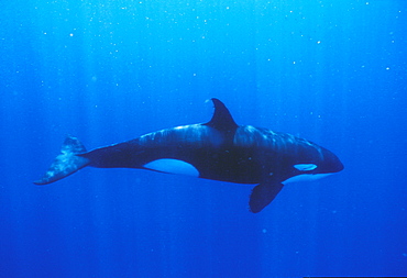 Orca, underwater (Orcinus orca). Mexico, Sea of Cortez.   (rr)