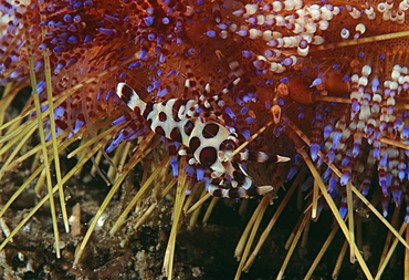 Coleman shrimp on fire urchin (Periclimenes colemani). Indo Pacific