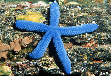 Blue sea star (Linckia laevigata). Indo Pacific