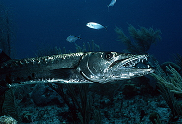 Great Barracuda (Sphyraena barracuda). Caribbean