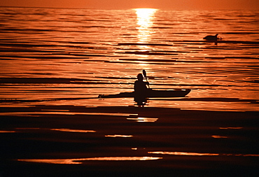 Kayaker at sunset with leaping dolphin.USA, Channel Islands, CA