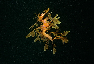 Leafy Seagragon (Phycodurus eques). Indo Pacific