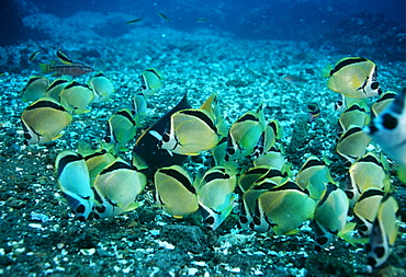 Butterflyfish.