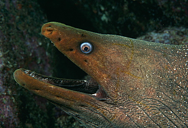 Moray eel.