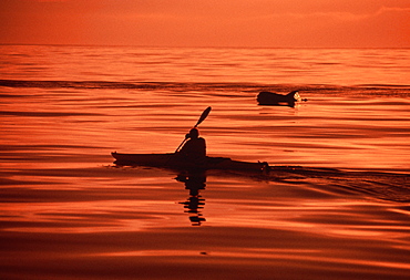 Kayaker and dolphin at sunset.