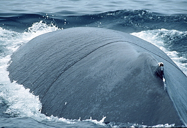 Blue whale  (Balaenoptera physalus). USA, Channel Islands, CA