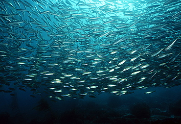 Jack mackerel school (Trachurus symmetricus). USA, Channel Islands, CA