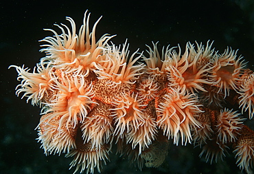 Night feeding anemone.Indo Pacific