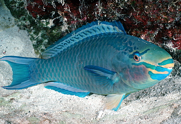 Queen parrotfish (supermale) (Scarus vetula). Caribbean