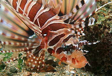 Zebra lionfish (Dendrochirus zebra). Indo Pacific