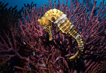 Seahorse holds onto gorgonian (Hippocampus).  Indo Pacific