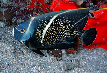 French angelfish (Pomocanthus paru).