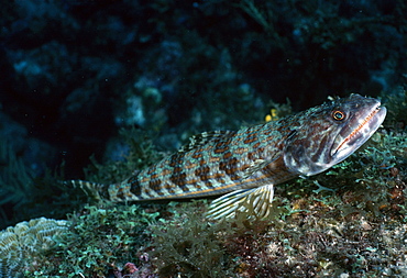 Lizardfish (Synodus variagatus). Indo Pacific