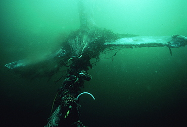 Gray whale: flukes entangled in drift net (Eschrictius robustus). USA, Channel Islands, CA