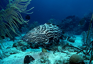 Grouper (Mycteroperca bonaci). Caribbean