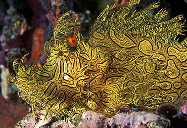 Lacey Scorpionfish  (Rhinopius aphanes). Indo Pacific