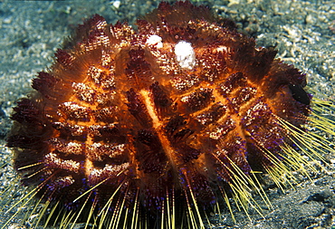 Fire Urchin (Asthenosoma varium). Indo Pacific