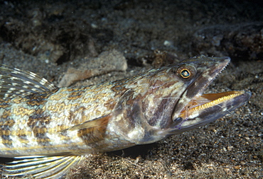 Lizardfish (Synodus variagatus). Indo Pacific