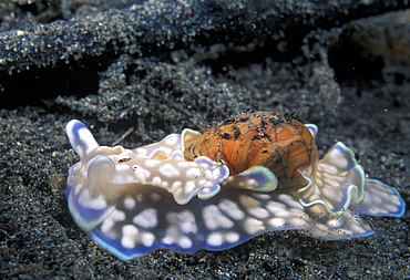 Bubble shell (Micromelo undata). Indo Pacific