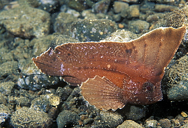 Cockatoo waspfish (Ablabys taenianotus). Indo Pacific