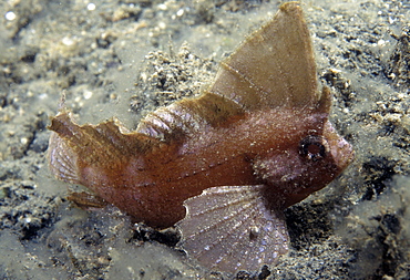 Cockatoo waspfish (Ablabys taenianotus). Indo Pacific