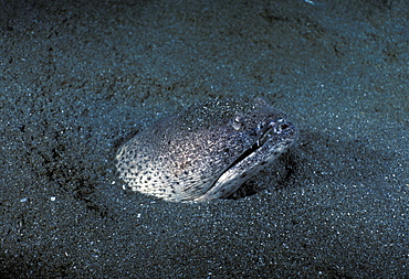 Snake eel, head out of sand (Pisonophis cancivorus). Indo Pacific