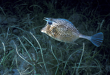 Boxfish (Lactoria sp).