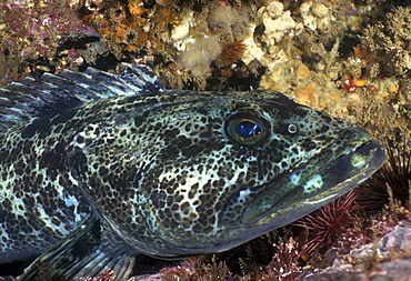 Lingcod (sp?) (Ophiodon elongates). USA, Channel Islands, CA