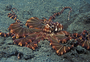 Mimic octopus (Octopus sp.). Indo Pacific