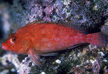 Hawkfish.