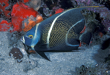 French angelfish (Pomocanthus paru).