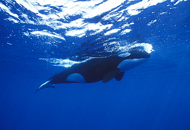 Orca at surface, view from below (Orcinus orca). Mexico, Sea of Cortez.   (rr)