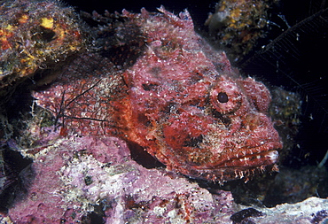 Scorpionfish (Scorpaenopsis sp). Indo Pacific