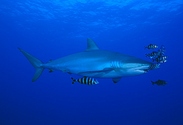 Silky shark with pilot fish (Carcharhinus falcicormis). Red Sea