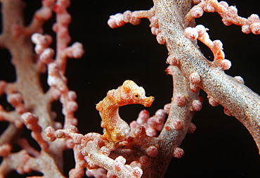 Pygmy seahorse on gorgonian (Hippocampus denise). Indo Pacific