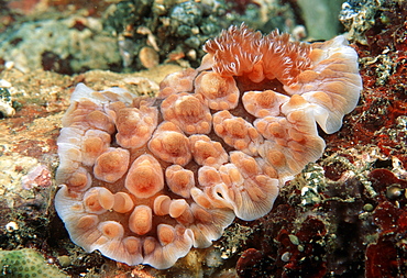 Nudibranch (Asternotus cespitosus). Indo Pacific