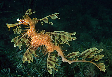 Leafy Seagragon (Phycodurus eques). Australia