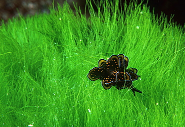 Nudibranch.Australia