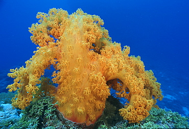 Soft coral (Dendronephythya sp ?). Indo Pacific