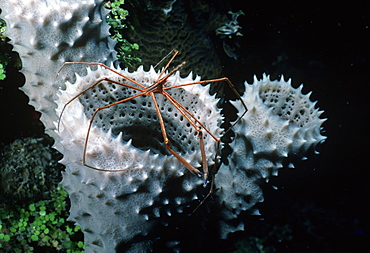 Spider crab on sponge.Indo Pacific