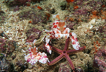 Colourful shrimp (species currently unknown) gathered over a starfish.