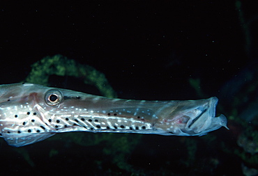 Trumpetfish, detail of head (Aulostomus sp.).