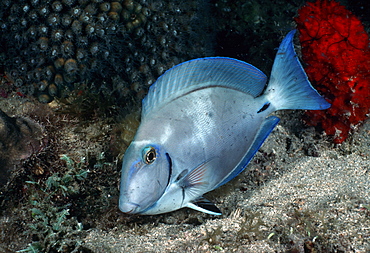 Surgeonfish (Acanthurus sp.).