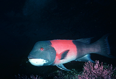 California Sheephead (Semicossyphus pulcher). USA, Channel Islands, CA