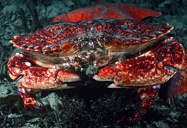 Crab species.