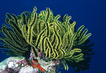 Crinoids (Comanthina schegelii). Indo Pacific