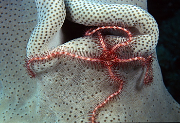 Brittle star (Ophiolepis sp).