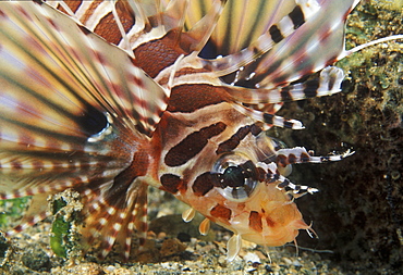 Zebra lionfish (Dendrochirus zebra). Indo Pacific